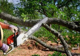 Best Hazardous Tree Removal  in Cornwells Heights, PA